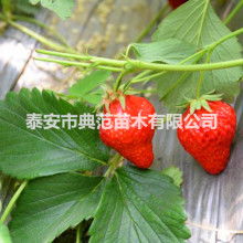 苍南县诚宝日用品厂业务销售部 专业打造清新空间，一站式日用百货服务
